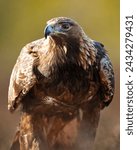 Golden eagle portrait in sunny bog
