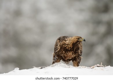 Golden Eagle Prey Stock Photo 740777029 | Shutterstock