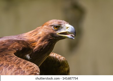 eagle scream sound