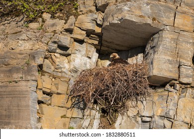 Golden Eagle Sitting On Nest