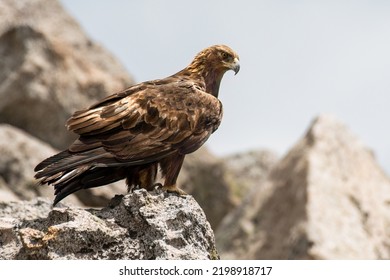 Golden Eagle Sitting On A Rock