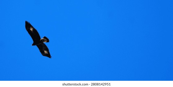 Golden eagle soaring majestically through the clear blue sky on a bright sunny day