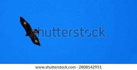 Golden eagle soaring majestically through the clear blue sky on a bright sunny day