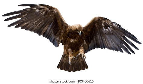 a golden eagle with spread wings, isolated over white