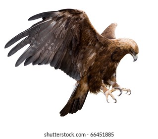 A Golden Eagle With Spread Wings, Isolated