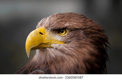 golden eagle, Steinadler, Greifvogel, nahaufnahme, schöne nahaufnahjme von dem gesicht eines steinadlers, vogel. 