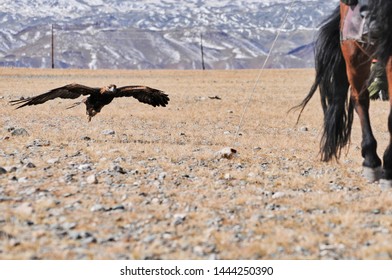 The Golden Eagle Trained By Mongolians To Hunt Wolves