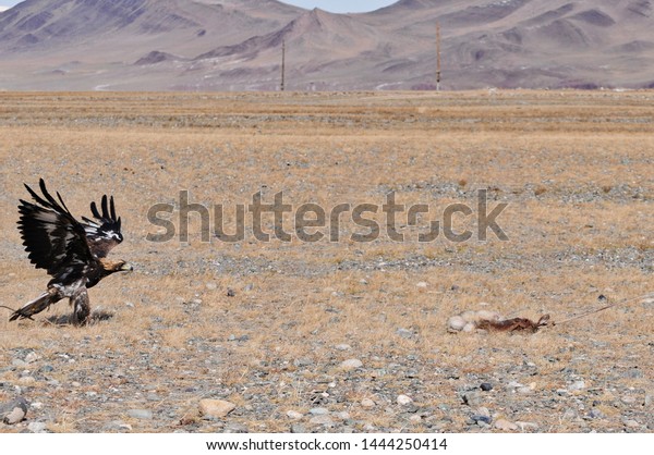 Golden Eagle Western Mongolia Flying Training Stock Photo