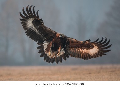 Golden Eagle Wild Bird