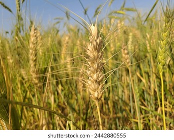 Golden ear wheat is a high-yielding, resilient variety known for its golden-colored grains and robust stalks. It thrives in diverse climates, offering farmers a dependable crop with excellent nutritio