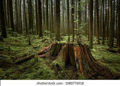 Golden Ears Provincial Park 