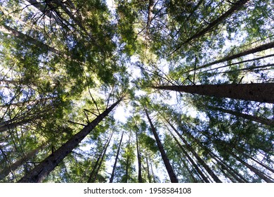 Golden Ears Provincial Park Circle Of Trees