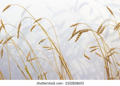 Golden ears of ripe rye on a white textured fabric background. Natural shadows from ears of wheat on semi-transparent light textile. Abstract  floral silhouette background