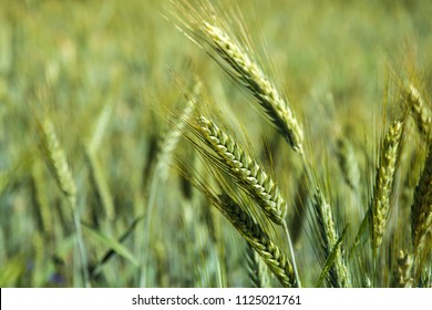 Golden Ears Of Triticale