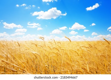 Golden ears of wheat against the blue sky and clouds. Harvest of ripe wheat against the blue sky. Field of wheat, agriculture background.   