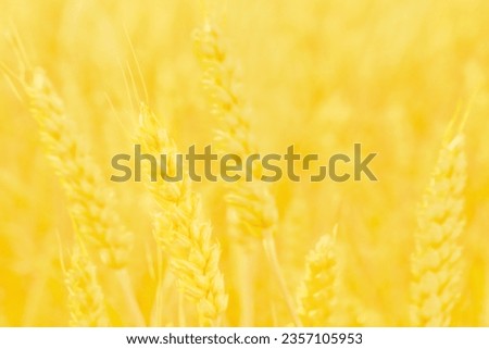 Golden ears of wheat field abstract agriculture background rural. Ears of barley field. Ripe ears of rye. Abstract wheat background. Spike wheat sustainable. Cereals field grain agriculture