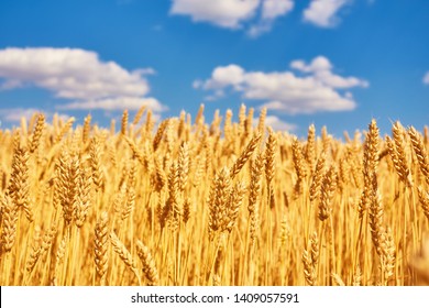 Golden Ears Of Wheat In The Field. Natural Picture