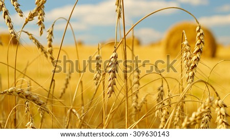 Golden ears of wheat with a sheaves of hay on the background