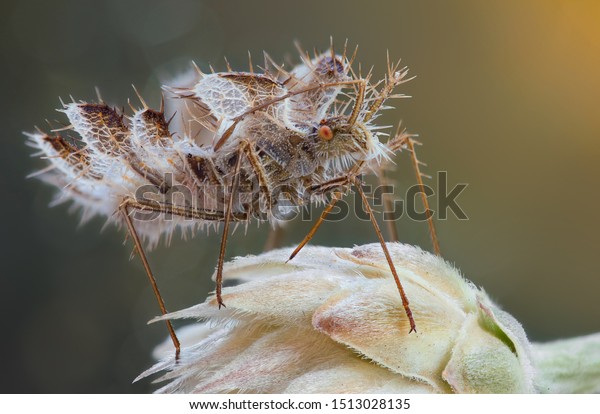 Golden Egg Bug Phyllomorpha Laciniata Females Stock Photo Edit Now