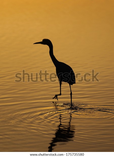 Golden Egret Right Before Sunset Stock Photo Edit Now