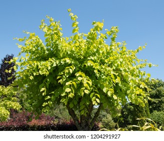 Golden Elm Tree (Ulmus Glabra 'Lutescens') In A Country Cottage Gardem In Rural Devon, England, UK