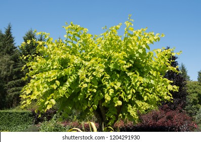 Golden Elm Tree (Ulmus Glabra 'Lutescens') In A Country Cottage Gardem In Rural Devon, England, UK