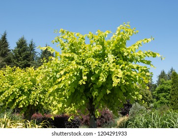 Golden Elm Tree (Ulmus Glabra 'Lutescens') In A Country Cottage Gardem In Rural Devon, England, UK