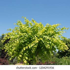 Golden Elm Tree (Ulmus Glabra 'Lutescens') In A Country Cottage Gardem In Rural Devon, England, UK