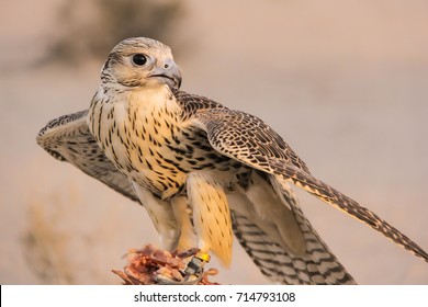 Golden falcon in Abu Dhabi  - Powered by Shutterstock