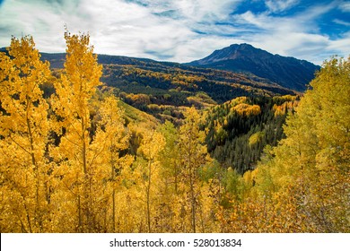 Golden Fall Colors In Aspen Trees With Mountain In Background.