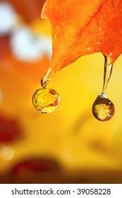 Golden fall drops.