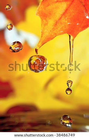 Golden fall drops.