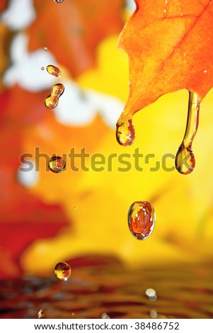Golden fall drops.