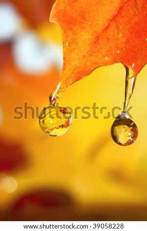 Golden fall drops.