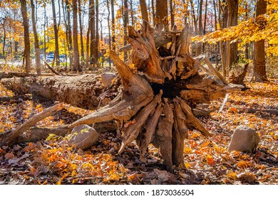 Golden Fall In South Mountain Reservation In New Jersey, USA