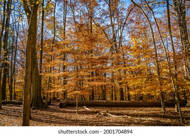 Golden Fall In South Mountain Reservation In New Jersey, USA