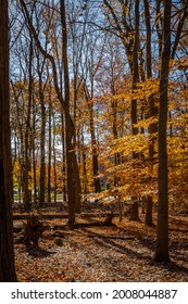 Golden Fall In South Mountain Reservation In New Jersey, USA