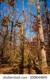 Golden Fall In South Mountain Reservation In New Jersey, USA