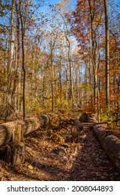 Golden Fall In South Mountain Reservation In New Jersey, USA