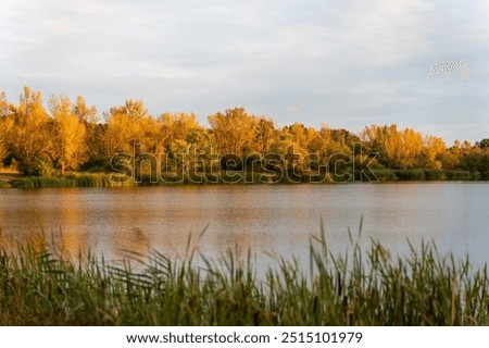 Golden fall trees are reflected in the tranquil lake during sunset. Beautiful fall landscape in the countryside. . High quality photo