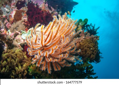 Golden Feather star (Crinoid) _Sea lily