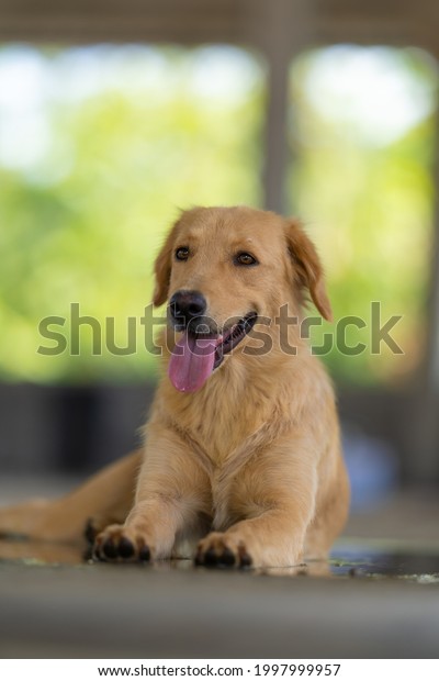 Golden female puppy sitting comfortably on\
green background
