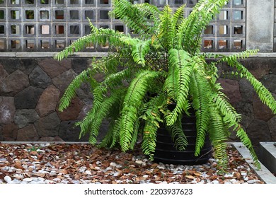 Golden Fern Plant Growing Fertilely On Pot