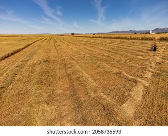 Golden Field With Figures Of Mennonite Women In The Distance