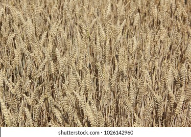 The Golden Field Of Grain