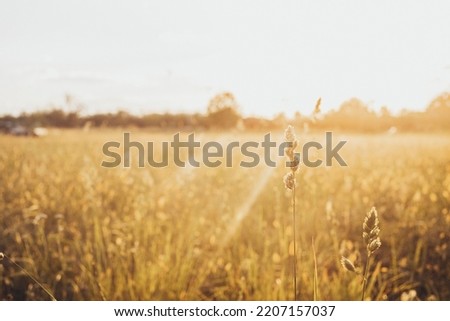 Golden field meadow of grain and cereals background landscape. Nature and environment. Food world nutrition concept business and market. Ukraine country side with gold color sunset sky. Natural scenic