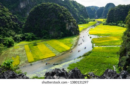 Golden Field In Ninh Binh