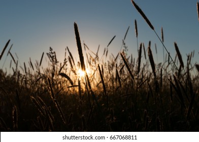 Golden Field
View Of A Setting Sun Through A Field Of Tall Growth In Bangor, Maine At City Forest