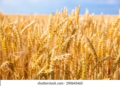 Golden Field Of Wheat And Blue Sky Above