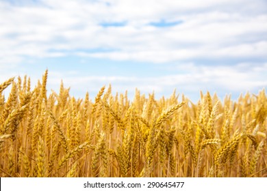 Golden Field Of Wheat And Blue Sky Above